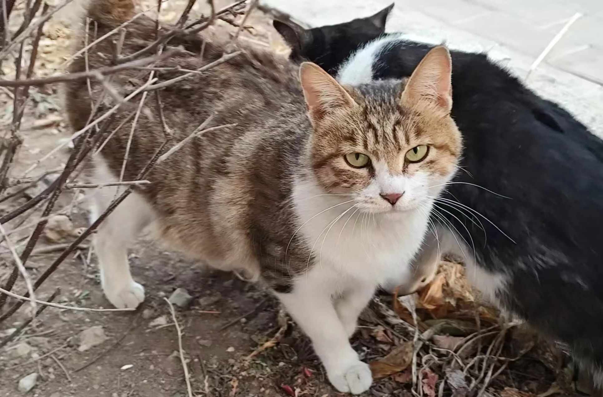 亚洲熟女乱色综合亚洲小说